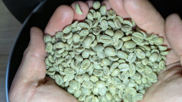 Close up view of Green, unroasted coffee before the roasting process. the beans are green and shiny.