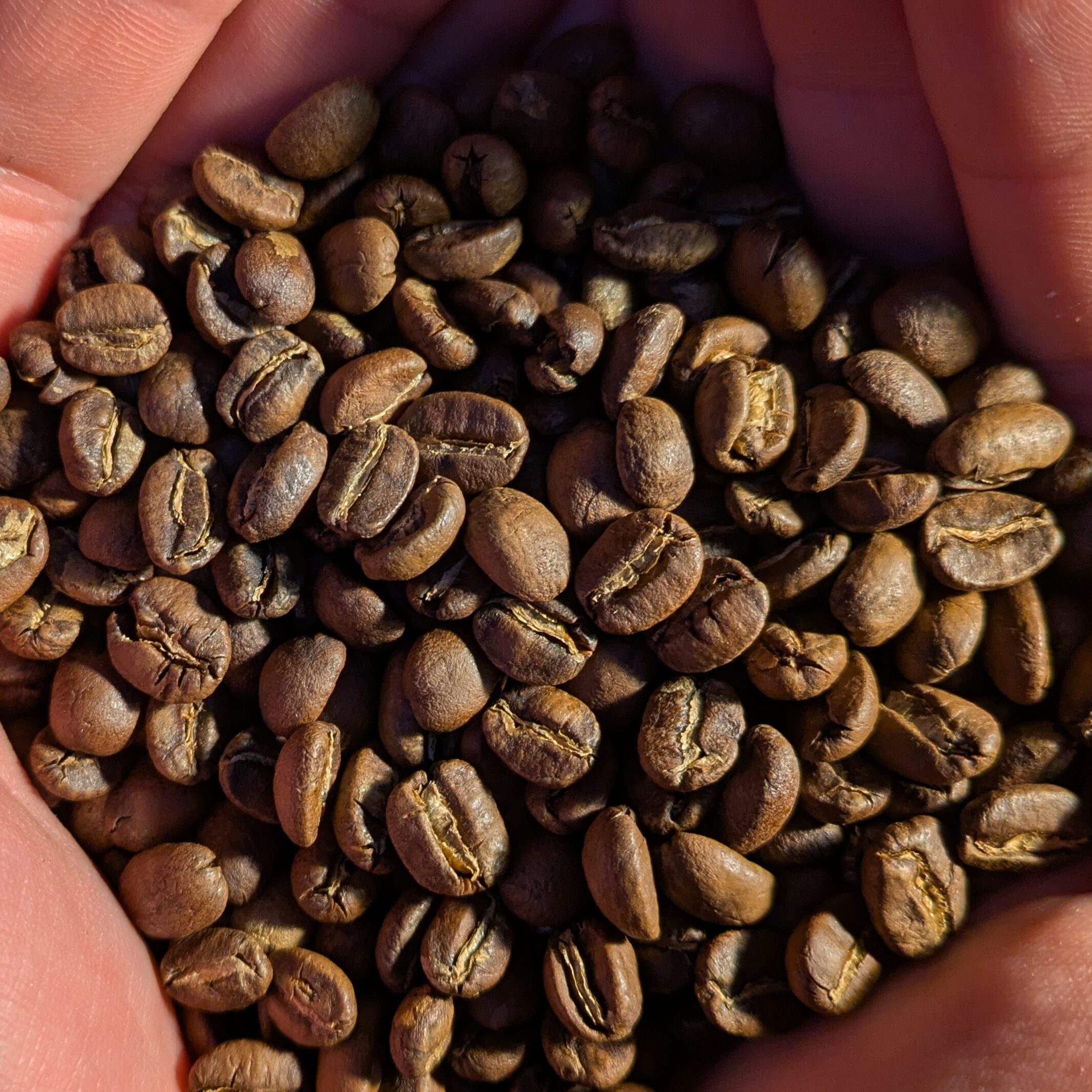 Close-up of hands holding a collection of roasted coffee beans. Silverskin is still intact showcasing a light roast.